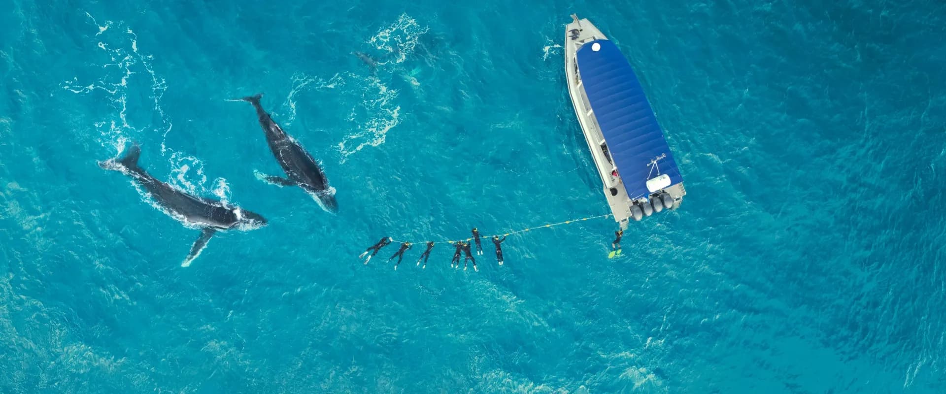 Aerial view of people snorkelling near whales alongside a boat in clear blue ocean water.